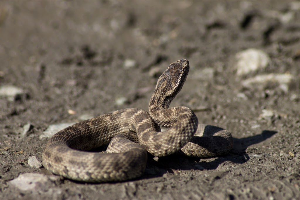 Змеи алтая. Змей Алтайского края. Змеи Алтая фото. Змея огнянка в Алтайском крае.