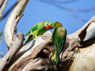 Little Lorikeet (Glossopsitta pusilla) Vulnerable