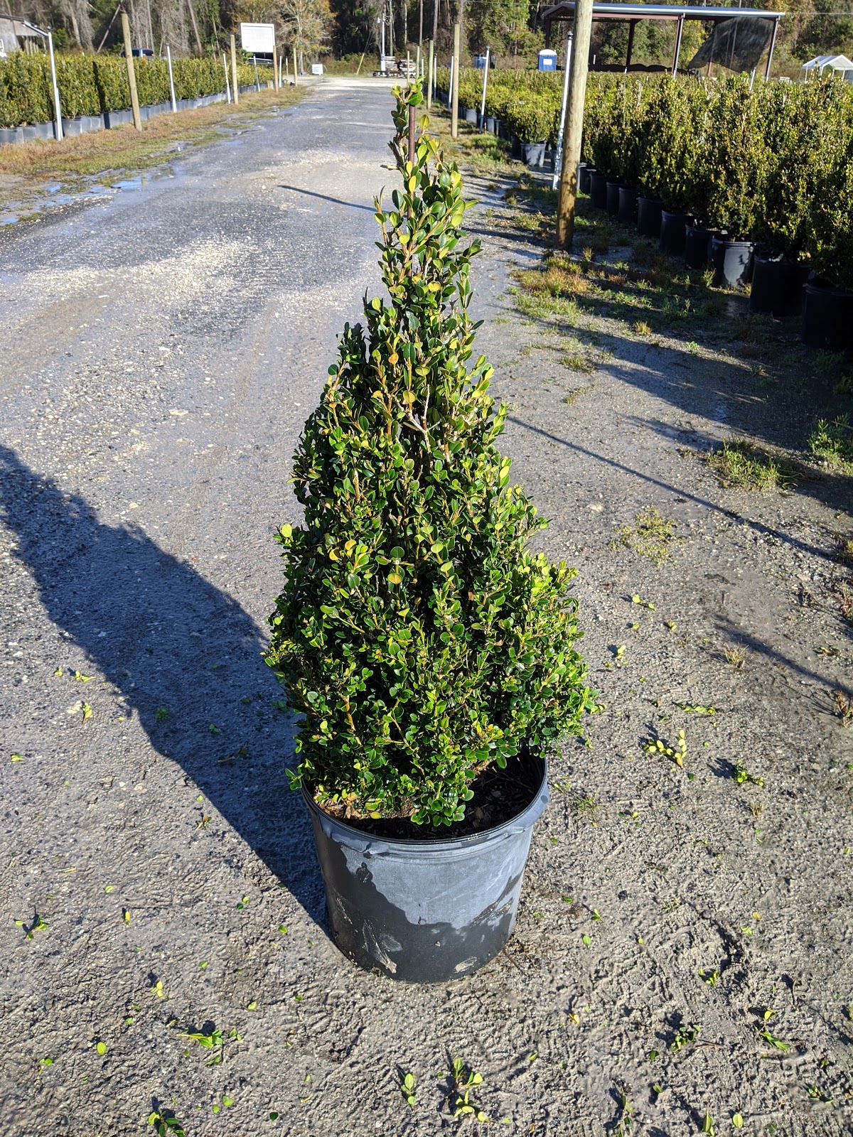 Winter Gem Boxwood Leaves Turning White And Yellow Backyard