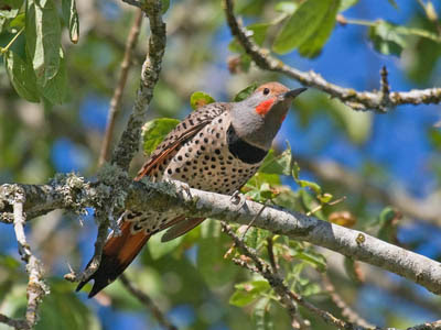 Photo of Northern Flicker in a tree