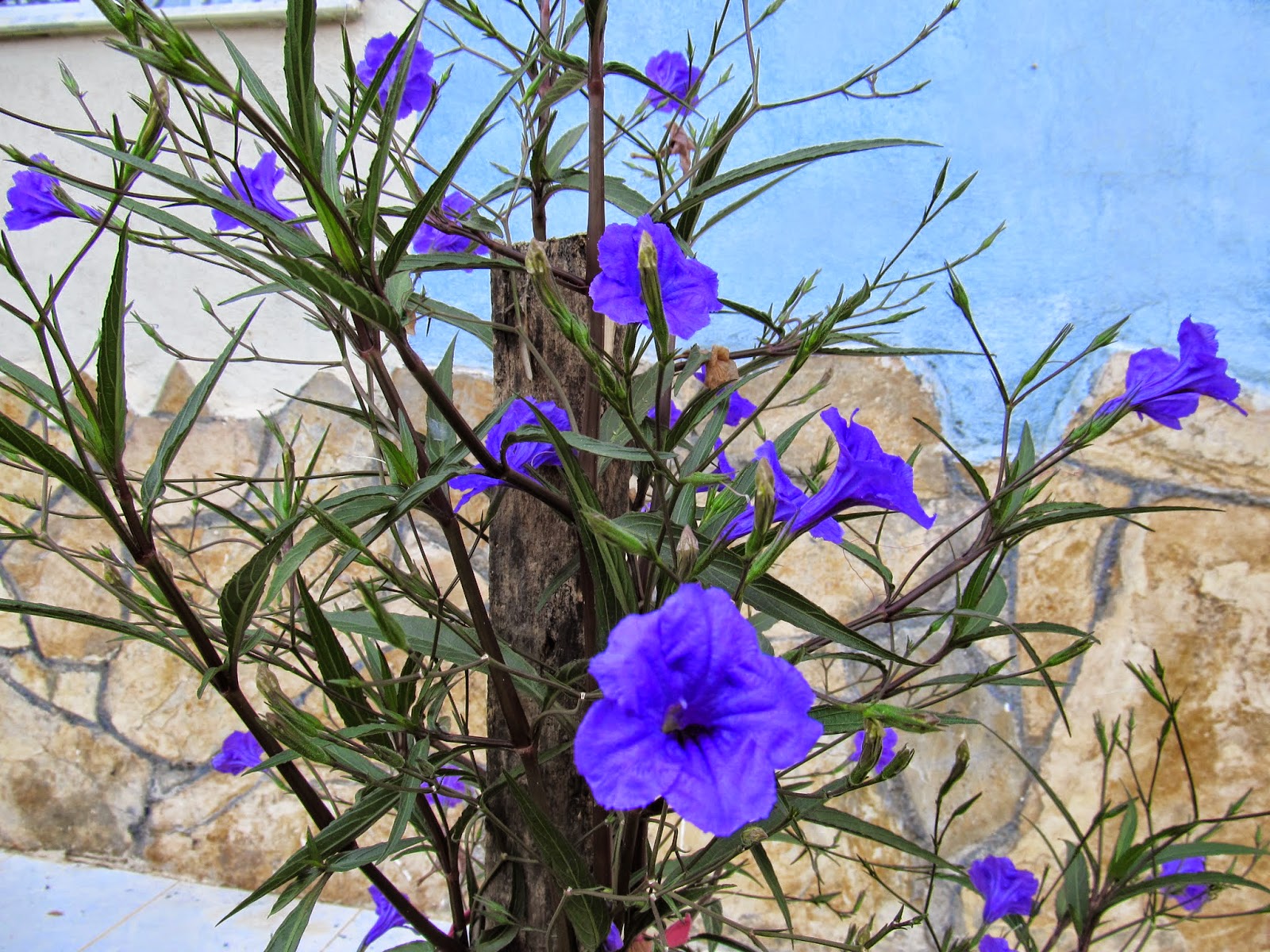 Bodur Petunya Tohumu 7 90 Tl