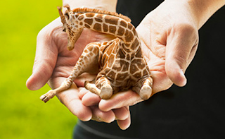 LIttle+Giraffe