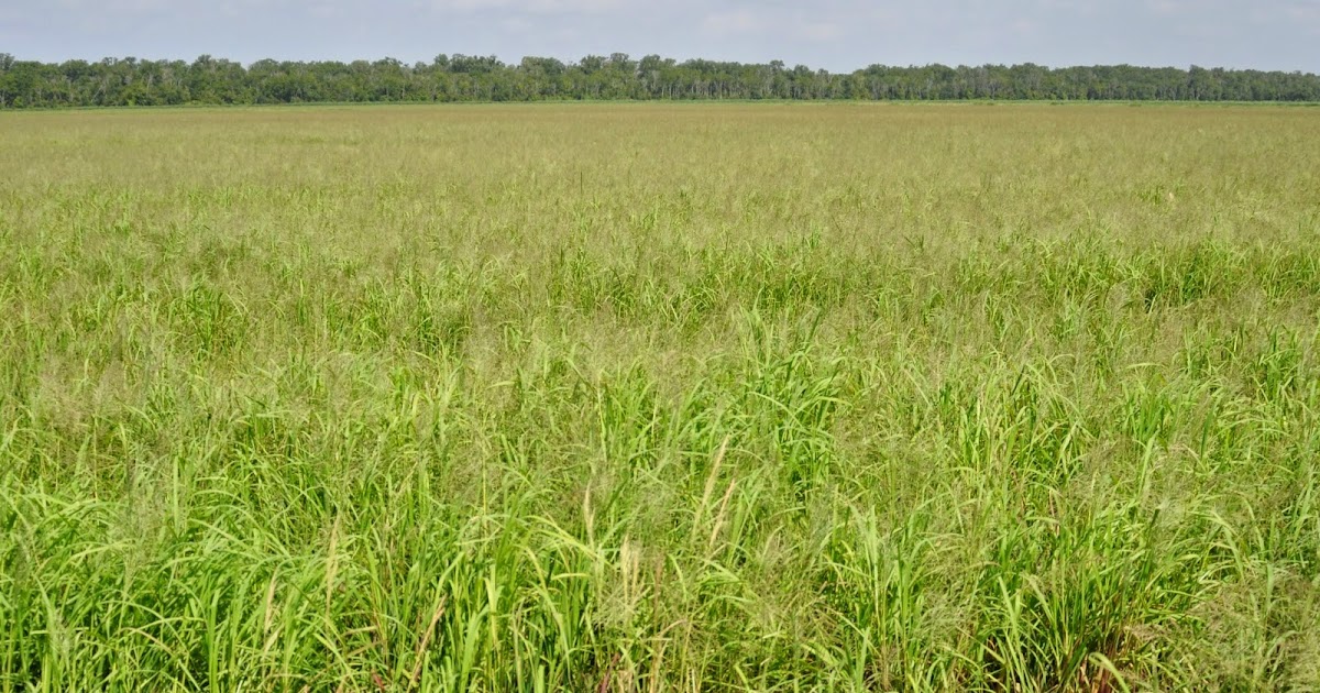 Nature and Farming Rice Production Chapter 15 Weeds and weed control