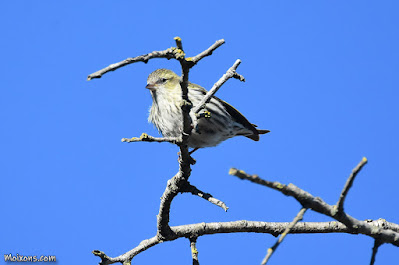 Gafarró (Serinus serinus)