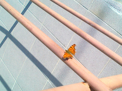 am vazut primul fluture :)