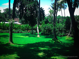 Green Lawn View Of Garden Yard With Various Type Trees At Tangguwisia Village, North Bali, Indonesia