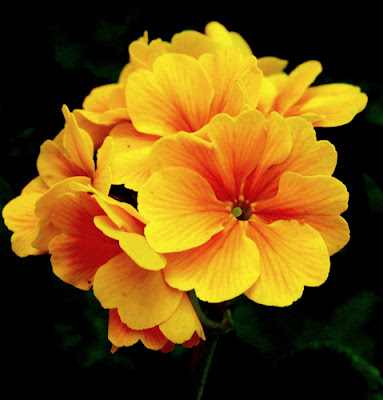 flower wallpaper mp3 mp3 songs free beautiful flowers flower wallpaper mp3 mp3 songs free beautiful flowers