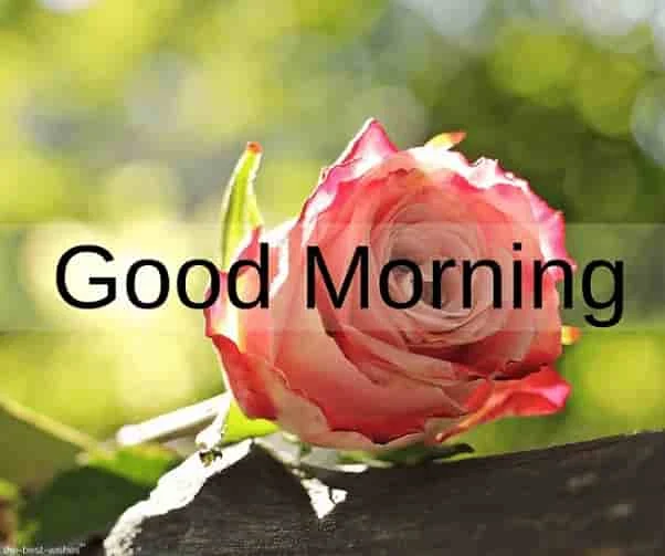 morning pink rose image