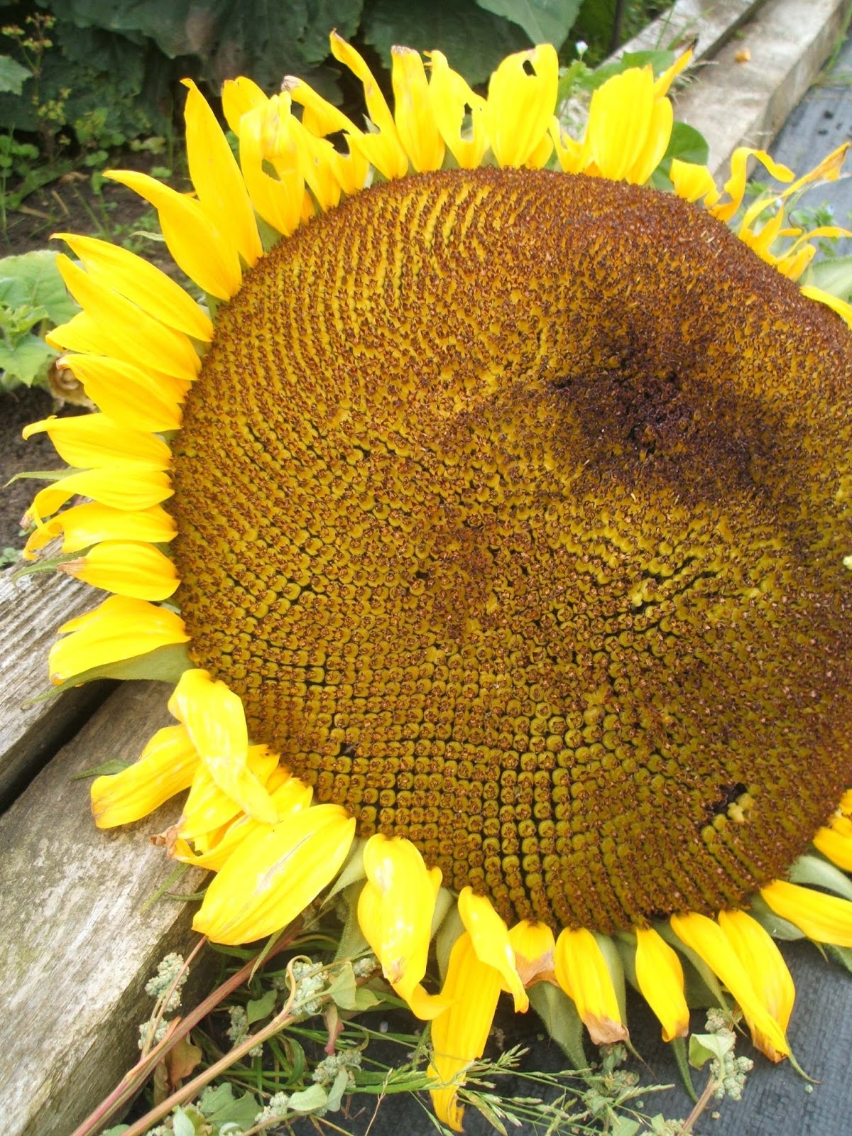Me, You and Magoo September on the allotment super sunflowers and losing the battle against