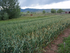 Garlic field