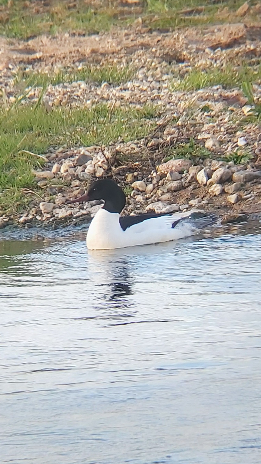Parttime Birding Common Merganser