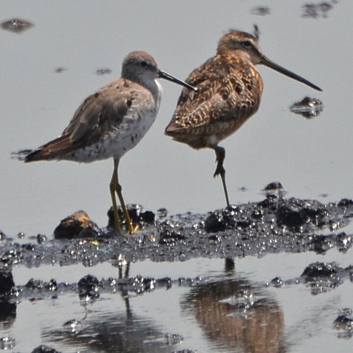 Florida Suncoast Birding Upland Sandpipers in the Everglades Ag Area
