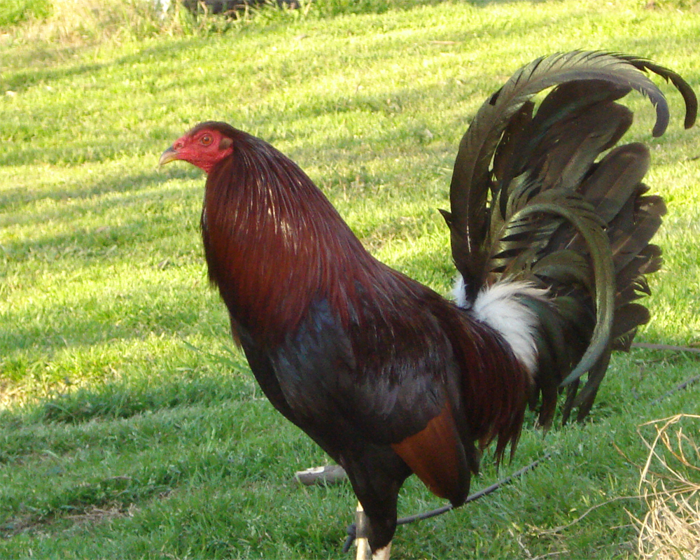 La Vagancia razas de gallos