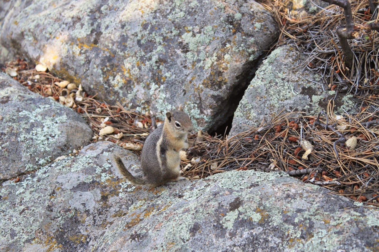 The Green Eyed Venuist: Estes Park...and the Chipmunks