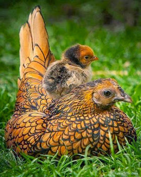 6 cute and super photographs of Animals & Birds