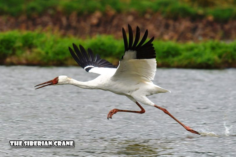 Siberian Crane In India siberian-crane-in-india