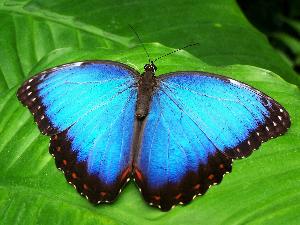 essay on butterfly in hindi