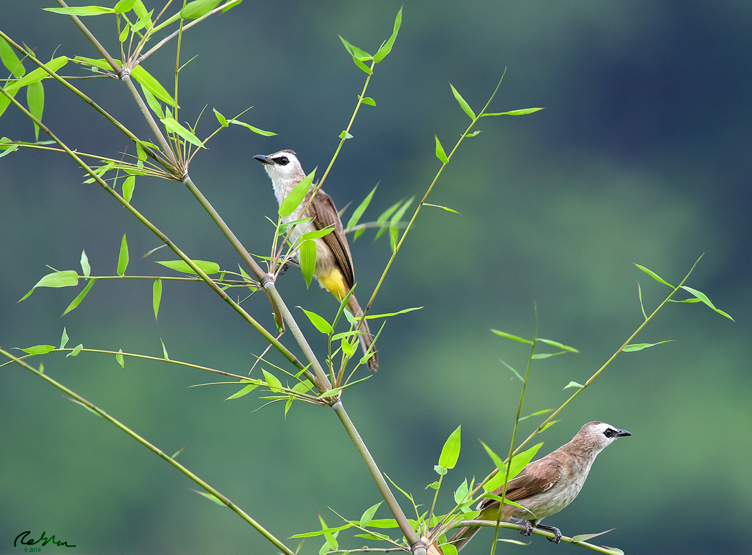Birds and Nature Photography Raub Birds on Bamboo part 2