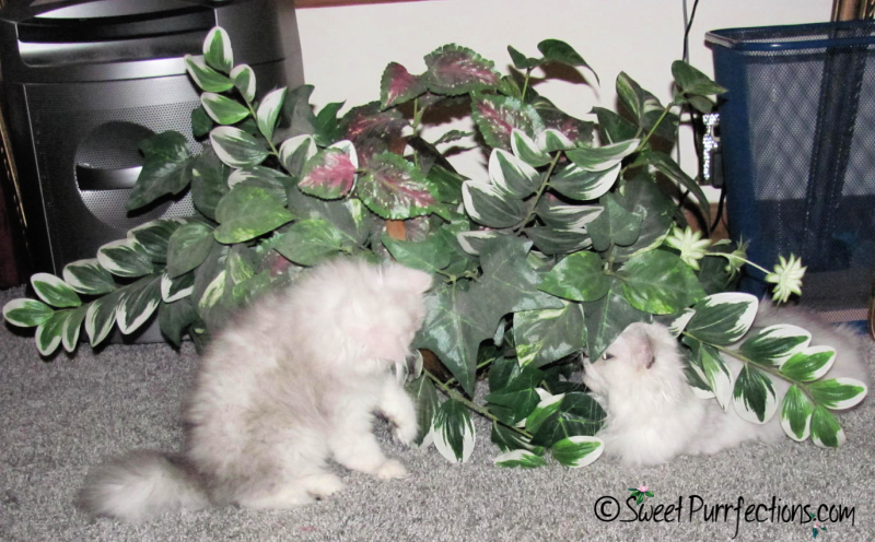 Two silver shaded Persian kittens playing with a silk plant