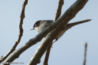 Tallarol capnegre (Sylvia melanocephala)