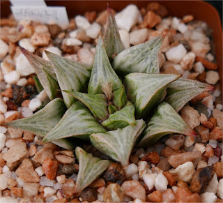 Haworthia 