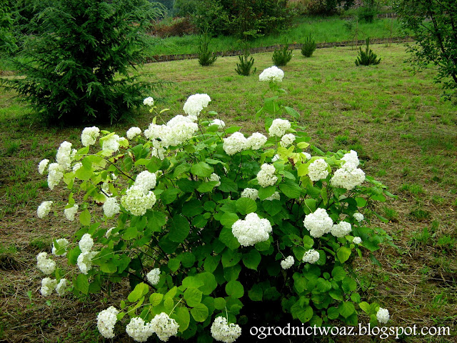 Ogrodniczy Blog Hortensja Pnaca