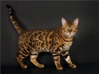 Lovely Bengal cat is standing on the picture with a black background and is looking strait forward.