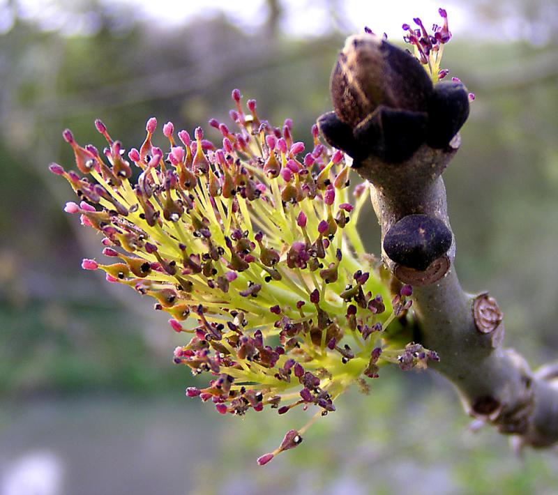 Flowers Scientific Names Of Plants
