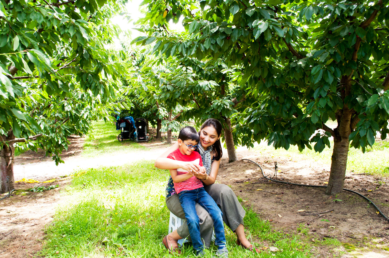 Cherry Upick in Yakima Valley near Seattle