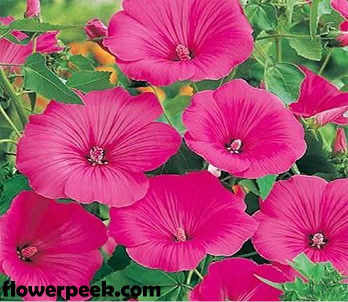 A guide on how to grow Lavatera Rose Mallow