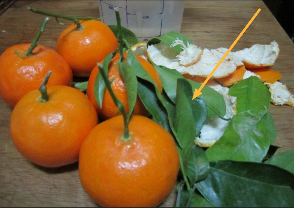 MUNDOBLOG ESTOS SON LOS BENEFICIOS QUE NO CONOCÍAS DE LAS HOJAS DE NARANJO