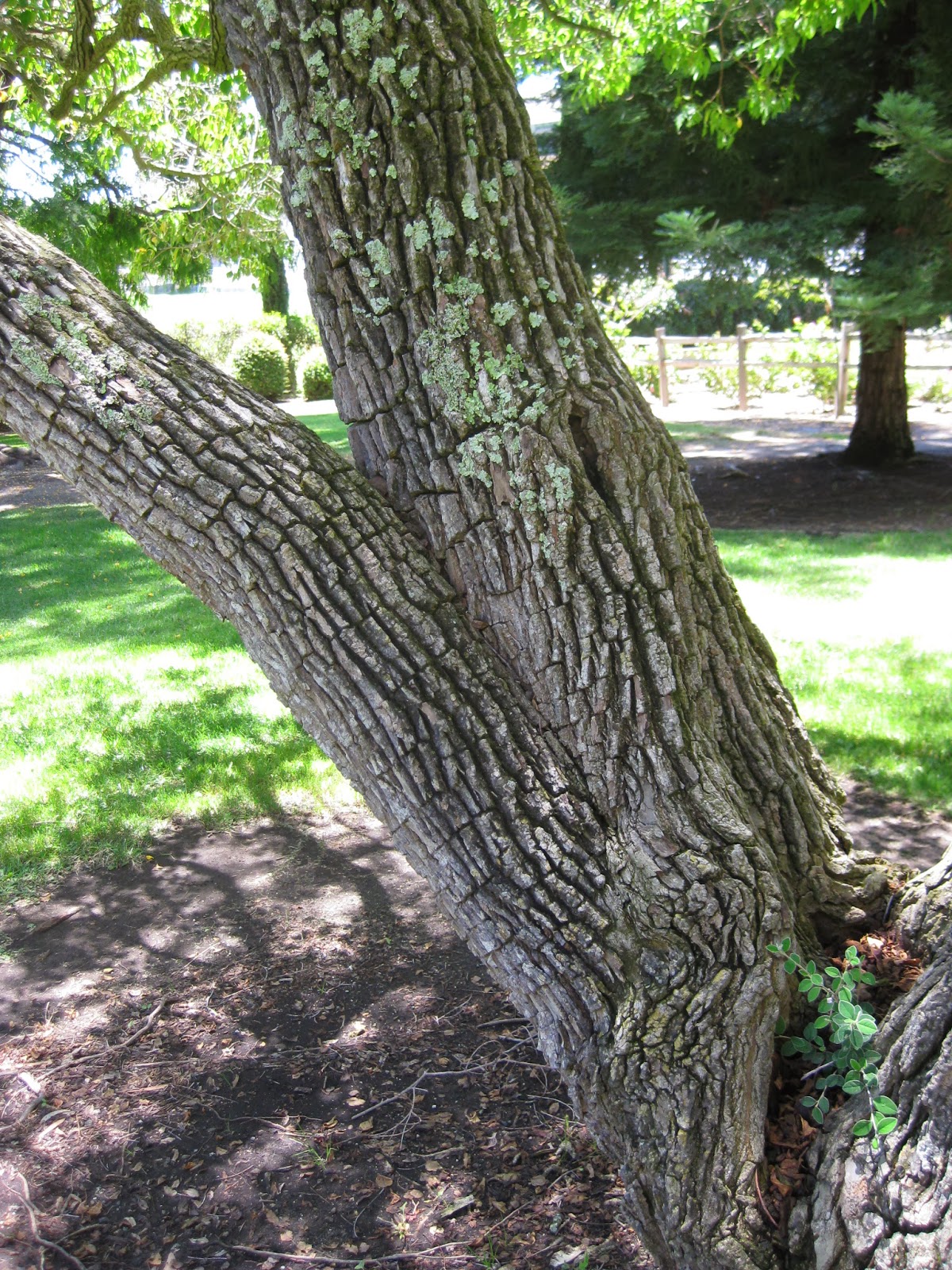 Trees of Santa Cruz County Triadica sebifera Chinese Tallow Tree