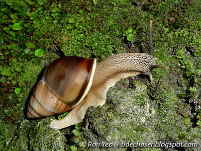 Brown Tree Snail (Amphidromus inversus)
