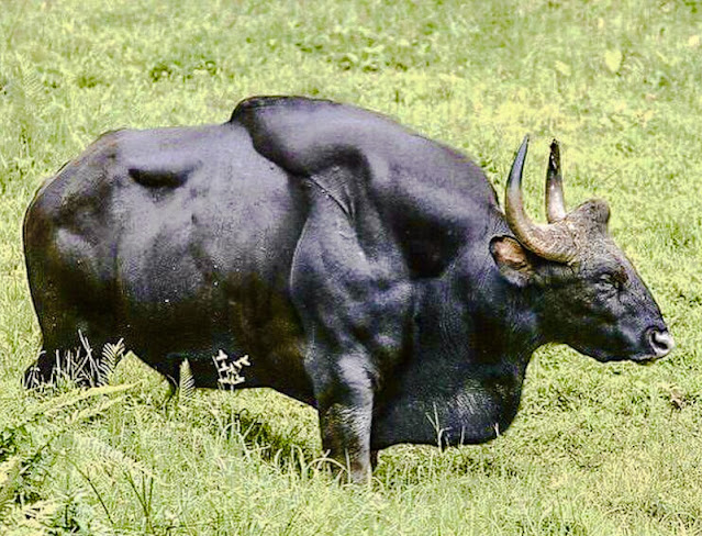 Massive Indian bison can kill a tiger and you can see why