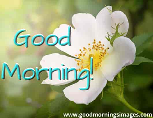 Good Morning Shayri With Images for her Good Morning Shayri With Images for her