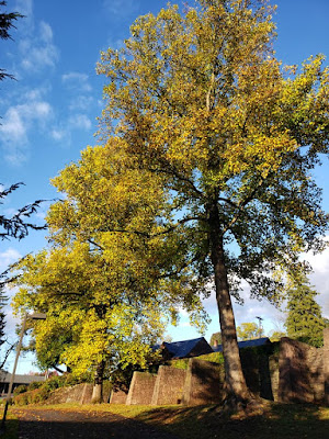 Tree showing fall colors with bright blue sky and a brownstone wall behind
