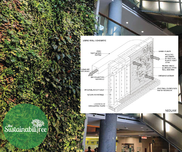 uOttawa's living wall uOttawa's living wall with a super imposed image of Nedlaw's technology describing how it functions