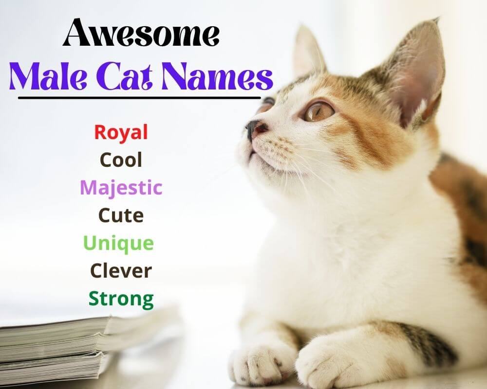 Awesome Male Cat Names 2021 Cool Clever Funny Classic Cat Names Ideas