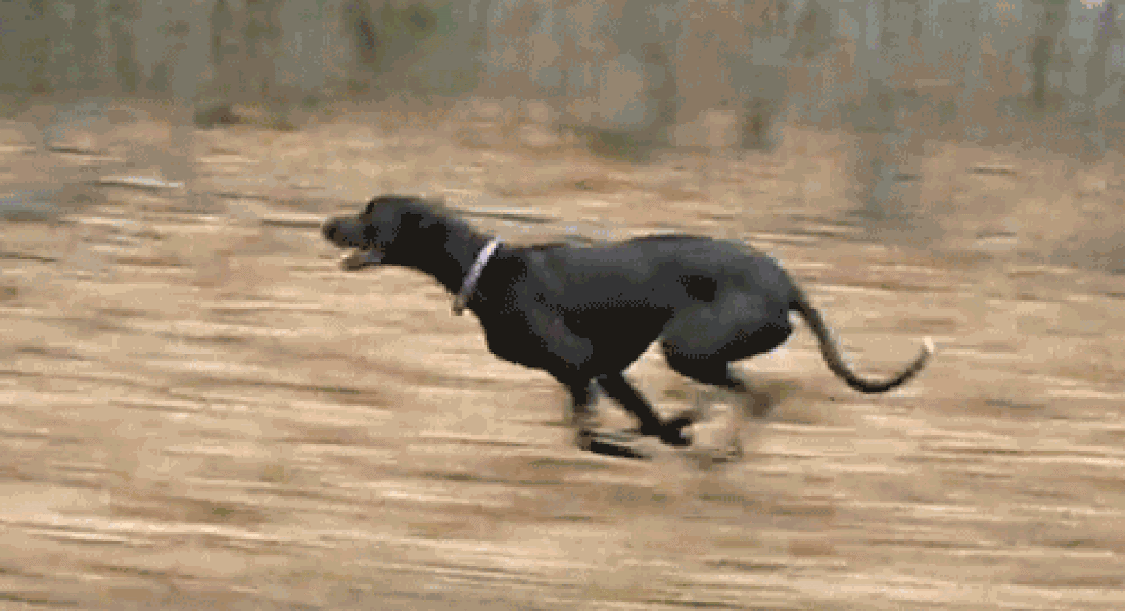 Собака бегает по кругу. Собака бежит. Животные бегут. Бегущий пес. Смешная собака бежит.