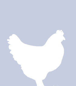funny-different-facebook-profile-pic-chicken.jpg