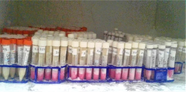 coronavirus samples stored in -80degree