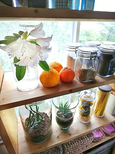 石南花のいただきキッチンに飾った。Rhododendron in my kitchen.