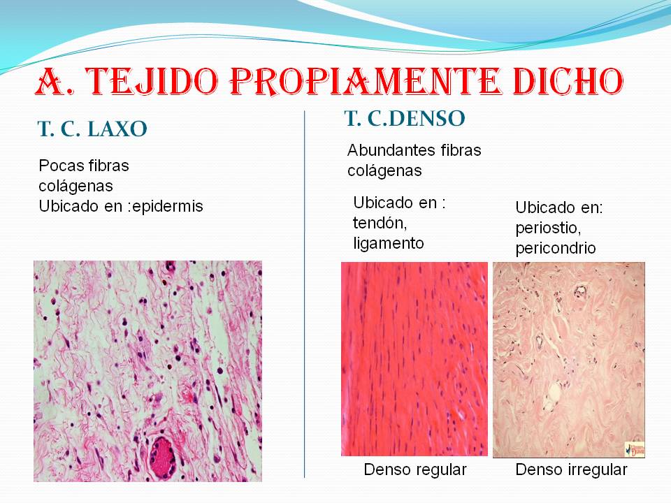 Biologìa tejido conectivo