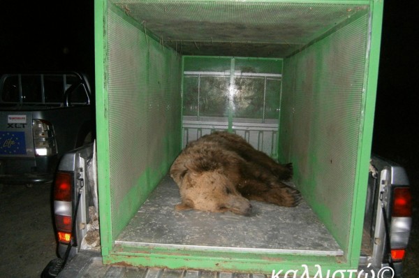 newsit.gr: Συχνή επισκέπτρια της Καστοριάς η αρκούδα Ίρμα