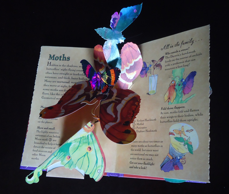 Pretty popup book Young Naturalist's PopUp Handbook Butterflies