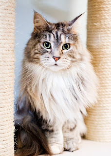 Maine Coon Cat Pictures