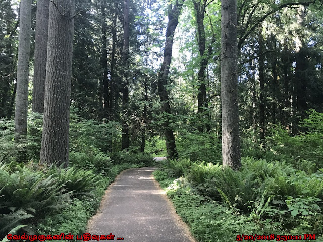 Lupine and Oak Trails Beaverton