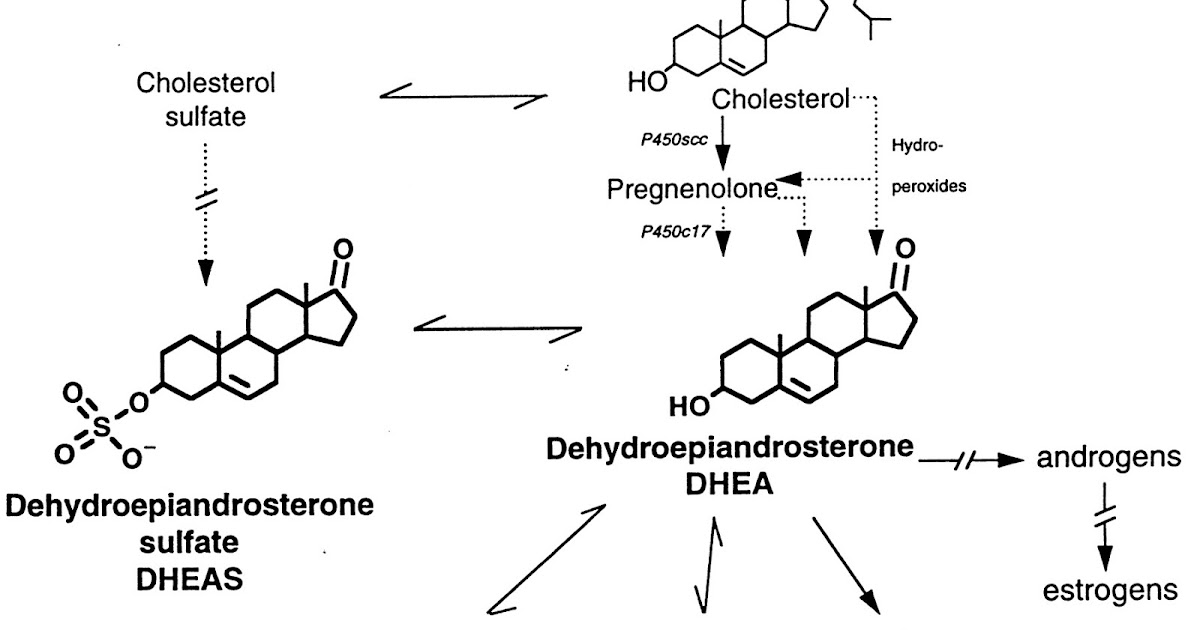 AMRAP Fitness Strength and Conditioning How can DHEA benefit your health?