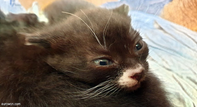Gatito negro de tres semanas