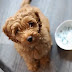 30 Foods Your Goldendoodle Should Never Eat